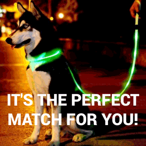 Add A Bright LED Leash To Match Your LED Collar + You Get FREE SHIPPING When You Add This To Your Order Right Now! Select the color you want below: